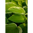 Kép 5/7 - Hosta fortunei 'Aureomarginata' – Árnyékliliom
