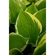 Kép 6/7 - Hosta fortunei 'Aureomarginata' – Árnyékliliom