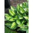 Kép 1/4 - Hosta fortunei 'Whirlwind' – Tobozvirágzatú árnyékliliom