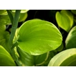 Kép 2/3 - Hosta 'Fragrant Bouquet' – Árnyékliliom - képek rendelés vásárlás a Megyeri Szabolcs Kertészeti webáruházban.