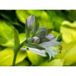 Kép 4/5 - Hosta fortunei 'Gold Standard' - Árnyékliliom - képek rendelés vásárlás a Megyeri Szabolcs Kertészeti webáruházban.