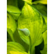 Kép 2/5 - Hosta fortunei 'Gold Standard' - Árnyékliliom - képek rendelés vásárlás a Megyeri Szabolcs Kertészeti webáruházban.