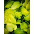 Kép 3/5 - Hosta fortunei 'Gold Standard' - Árnyékliliom - képek rendelés vásárlás a Megyeri Szabolcs Kertészeti webáruházban.