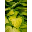 Kép 6/8 - Hosta fortunei 'Gold Standard' - Árnyékliliom - képek rendelés vásárlás a Megyeri Szabolcs Kertészeti webáruházban.