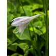 Kép 2/4 - Hosta 'Golden Tiara' – Árnyékliliom - képek rendelés vásárlás a Megyeri Szabolcs Kertészeti webáruházban.