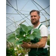 Kép 2/4 - Hosta 'Halcyon' - Árnyékliliom Megyeri Szabolcs
