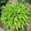 Kép 1/2 - Hosta 'Lemon Lime' – Árnyékliliom