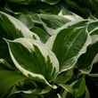 Kép 1/5 - Hosta fortunei 'Minuteman' - Árnyékliliom