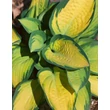 Kép 2/2 - Hosta 'Orange Marmelade' – Árnyékliliom