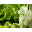 Kép 3/4 - Hosta 'Patriot' - Árnyékliliom - képek rendelés vásárlás a Megyeri Szabolcs Kertészeti webáruházban.