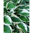 Kép 1/4 - Hosta 'Patriot' - Árnyékliliom