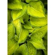 Kép 1/6 - Hosta 'Paul's Glory' – Árnyékliliom