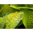 Kép 3/6 -  Hosta 'Paul's Glory' – Árnyékliliom - képek rendelés vásárlás a Megyeri Szabolcs Kertészeti webáruházban.