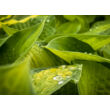 Kép 4/6 - Hosta 'Paul's Glory' – Árnyékliliom - képek rendelés vásárlás a Megyeri Szabolcs Kertészeti webáruházban.