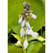 Kép 5/6 - Hosta 'Paul's Glory' – Árnyékliliom - képek rendelés vásárlás a Megyeri Szabolcs Kertészeti webáruházban.