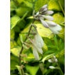 Kép 2/6 - Hosta 'Paul's Glory' – Árnyékliliom - képek rendelés vásárlás a Megyeri Szabolcs Kertészeti webáruházban.