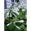 Hosta plantaginea – Fehér árnyékliliom, apácaliliom
