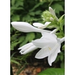 Kép 4/4 - Hosta plantaginea – Fehér árnyékliliom, apácaliliom