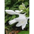 Kép 4/4 - Hosta plantaginea – Fehér árnyékliliom, apácaliliom