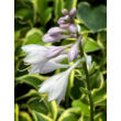 Kép 2/3 - Hosta 'Queen Josephine' – Árnyékliliom - képek rendelés vásárlás a Megyeri Szabolcs Kertészeti webáruházban.