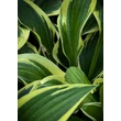 Kép 1/3 - Hosta 'Queen Josephine' – Árnyékliliom
