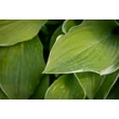 Kép 2/4 - Hosta 'Regal Splendor' – Árnyékliliom
