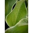Kép 4/4 - Hosta 'Regal Splendor' – Árnyékliliom