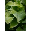 Kép 3/4 - Hosta 'Regal Splendor' – Árnyékliliom