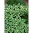 Kép 2/4 - Hosta 'Sagae' - Árnyékliliom