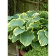 Kép 3/4 - Hosta 'Sagae' - Árnyékliliom