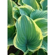 Kép 4/4 - Hosta 'Sagae' - Árnyékliliom