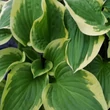 Kép 1/2 - Hosta 'Shade Fanfare' - Árnyékliliom