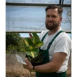 Kép 2/2 - Hosta sieboldiana 'Great Expectations' – Árnyékliliom