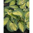 Kép 1/2 - Hosta sieboldiana 'Great Expectations' – Árnyékliliom