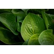 Kép 2/5 - Hosta 'Silvery Slugproof' – Árnyékliliom