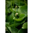 Kép 4/5 - Hosta 'Silvery Slugproof' – Árnyékliliom