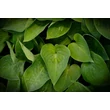 Kép 3/5 - Hosta 'Silvery Slugproof' – Árnyékliliom