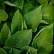 Kép 1/5 - Hosta 'Silvery Slugproof' – Árnyékliliom