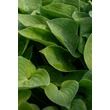 Kép 5/5 - Hosta 'Silvery Slugproof' – Árnyékliliom