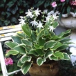 Kép 1/2 - Hosta 'So Sweet' – Árnyékliliom