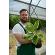 Kép 2/2 - Hosta 'Sorbet' – Árnyékliliom