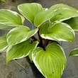 Kép 1/2 - Hosta 'Sorbet' – Árnyékliliom