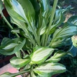 Kép 4/4 - Hosta sp. - Árnyékliliom