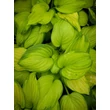 Kép 3/4 - Hosta 'Stained Glass' – Árnyékliliom - képek rendelés vásárlás a Megyeri Szabolcs Kertészeti webáruházban.