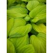 Kép 1/4 - Hosta 'Stained Glass' – Árnyékliliom