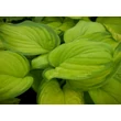 Kép 2/4 - Hosta 'Stained Glass' – Árnyékliliom - képek rendelés vásárlás a Megyeri Szabolcs Kertészeti webáruházban.