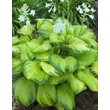 Kép 4/4 - Hosta 'Stained Glass' – Árnyékliliom