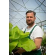 Kép 2/6 - Hosta 'Sum and Substance' – Árnyékliliom Megyeri Szabolcs