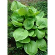 Kép 1/5 - Hosta 'Sum and Substance' – Árnyékliliom