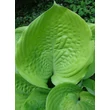 Kép 3/5 - Hosta 'Sum and Substance' – Árnyékliliom